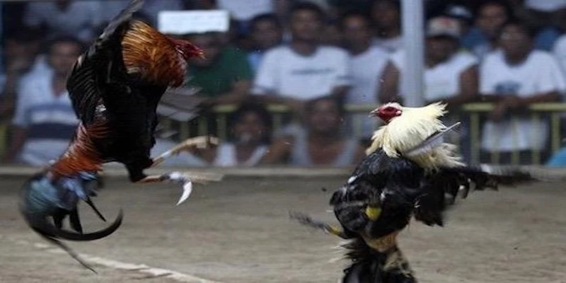 Thể loại đá gà hấp dẫn nhất 188BET - Đá gà cựa dao