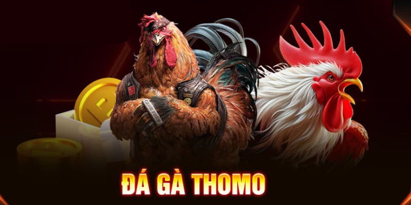 Giới thiệu Đá gà Thomo của 188 BET