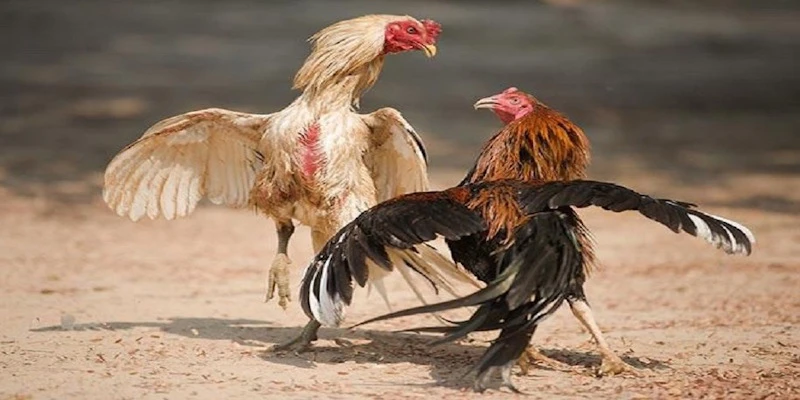 Lịch sử phát triển của bộ môn đá gà cựa dao